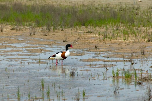 Wild duck walking on the lake shore