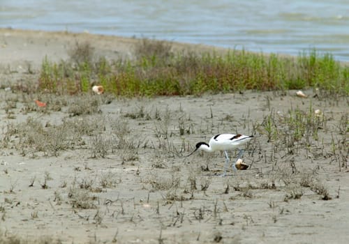 White bird feeding on the beach