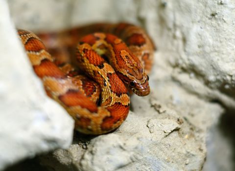 Red snake on a stone