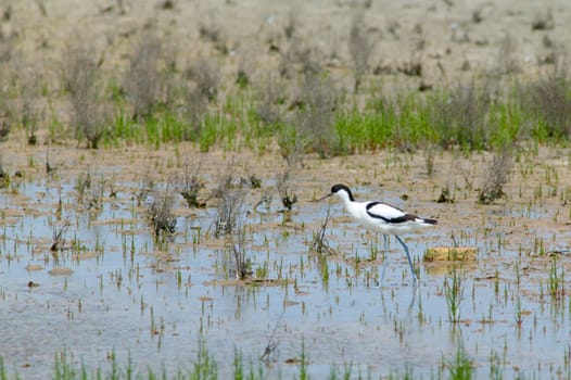 Bird walking in a lake