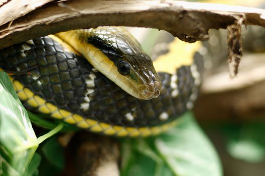 Snake on a tree branch