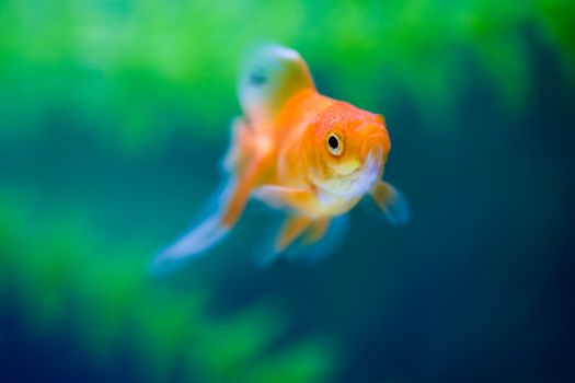 Goldfish in the underwater world