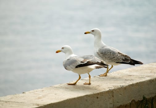 Two sea-gulls ready to fly