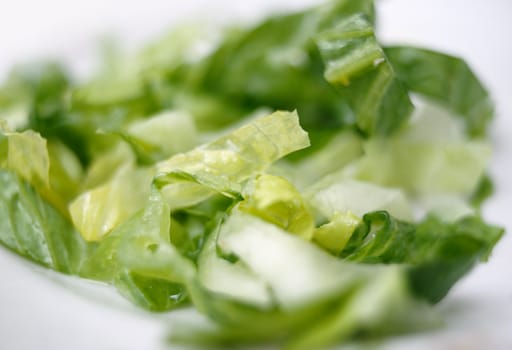 Fresh green salad in a dish