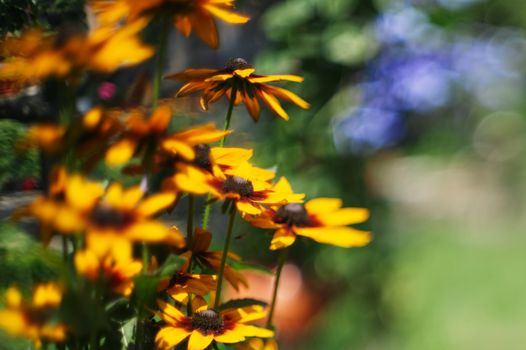 Colorful summer flowers with beautiful background blur