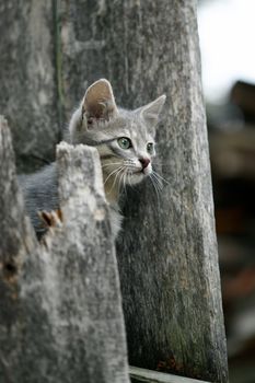 Little cat looking behind a fence board