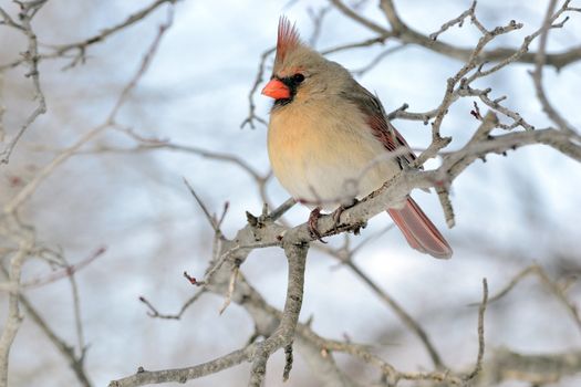 Female Cardinal perched on a tree branch.