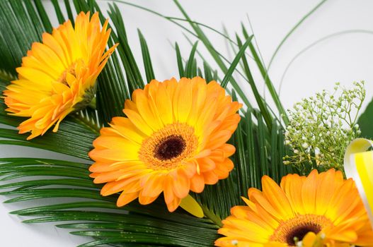 Three orange gerbers on the white background