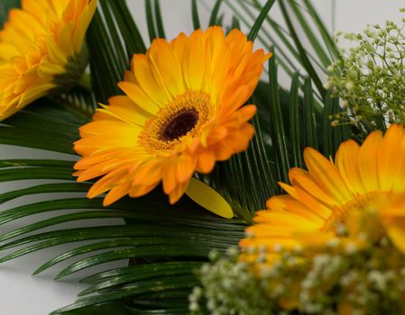 Three orange gerbers on the white background