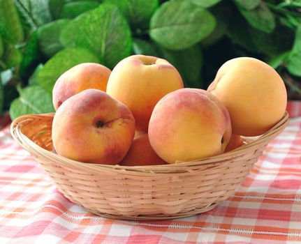 With peaches in a wicker basket on the tablecloth, on a background of foliage