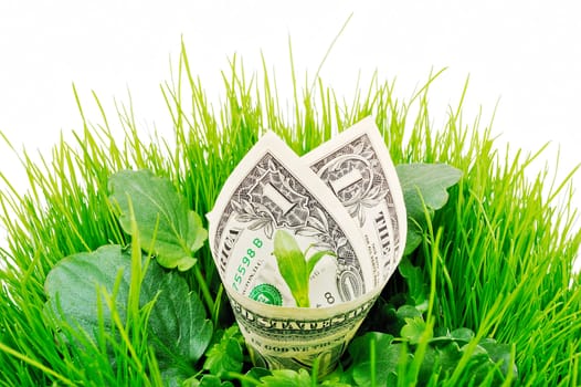 In the middle of green grass placed banknote