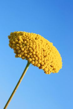 This image shows a macro from a yellow yarrow