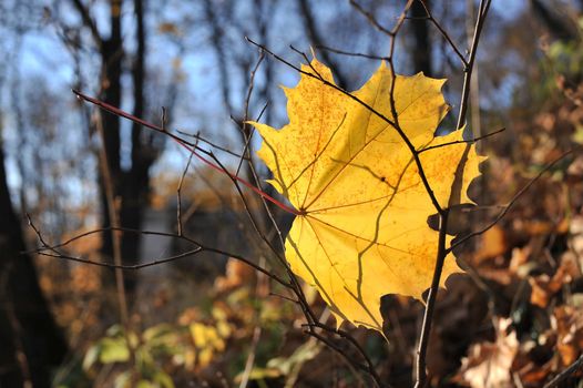 A yellow maple leaf in autumn forest