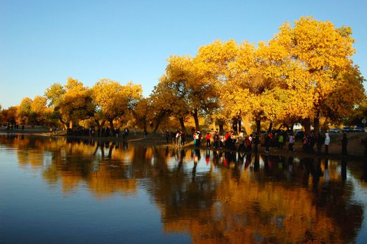 Scenery of golden trees in the autumn