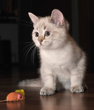 A little white kitten playing with a toy mouse on a wooden floor