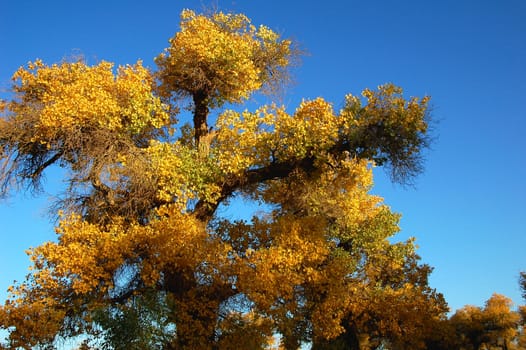 Scenery of golden trees in the autumn