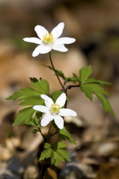 This image shows a macro from a white anemone