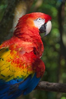Macaw photographed in natural jungle setting