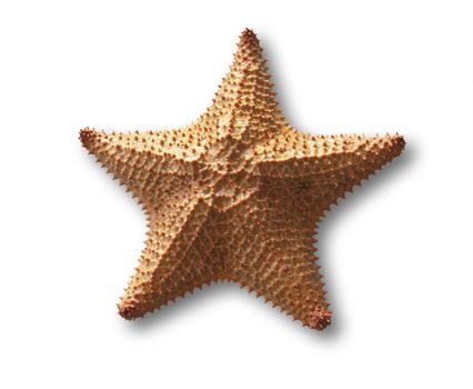 starfish isolated on white with shadow and clipping path