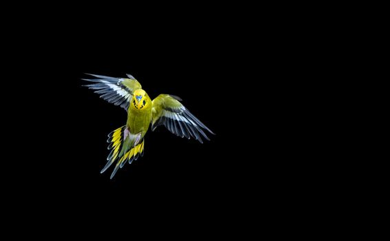 Green budgie flying with his wings spread