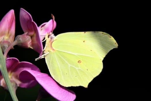 This image shows a macro from a brimstone butterfly