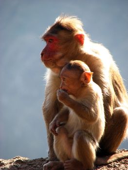 A mother monkey with a baby monkey.
