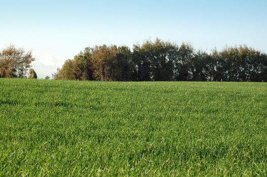 grass field - Green hill landescape