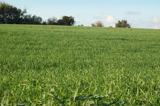 wheat field - Green hill landescape