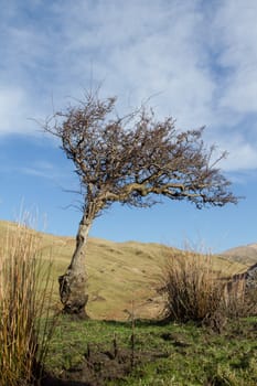 A wind shaped stunted hawthorn tree, Crataegus monogyna, growing on grass with a hillside in the distance and blue sky with clouds.