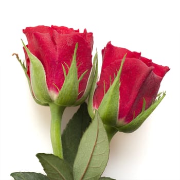 Two red roses on white background.