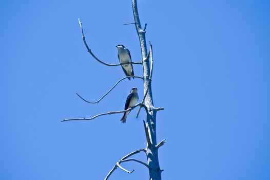 Two birds on winter tree in Yellowstone Park