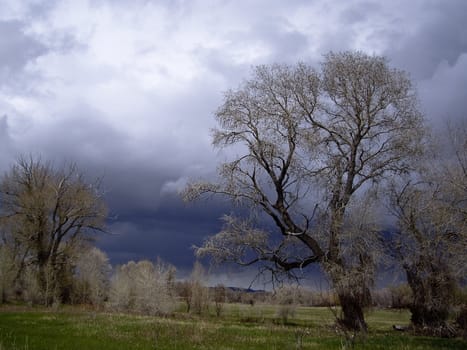 Moody skies backlight trees in Montana countryside