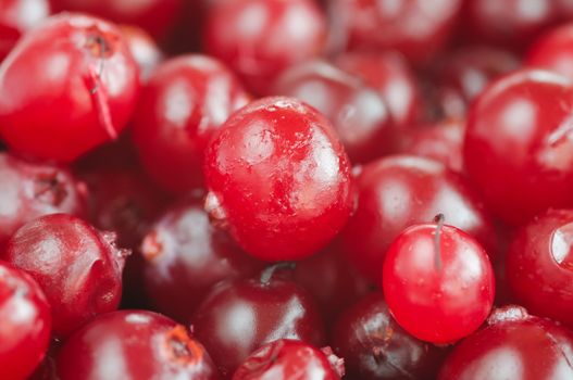 red cranberries close-up  with selective focus