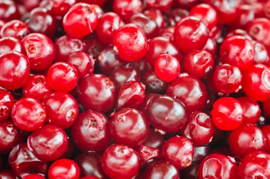 red cranberries close-up  with selective focus