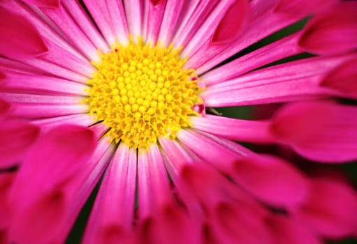red flower close up