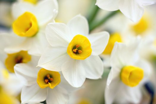narcissus flowers