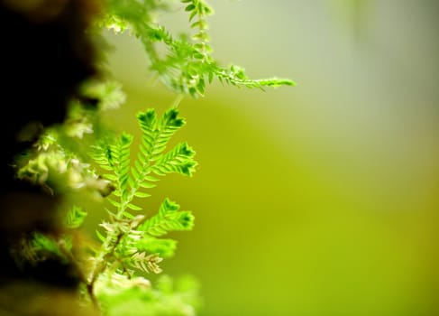 leaf background