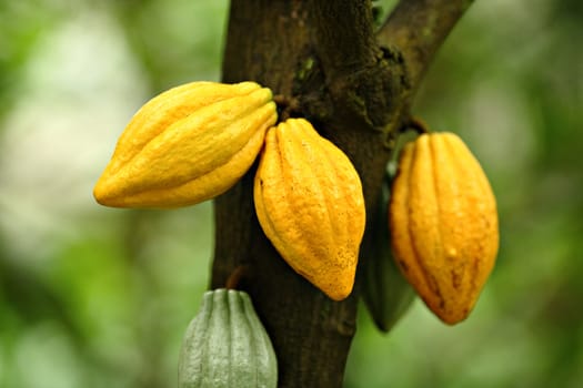 Cocoa pods