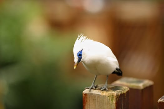 Bali Starling