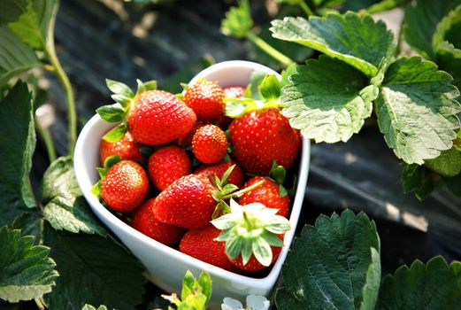 Fresh picked strawberries in heart shape bowl