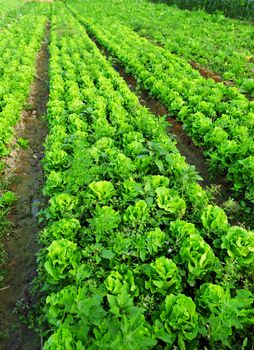 Cultivated land