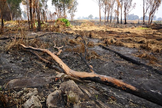 forest after fire