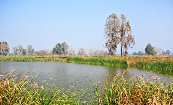 Wetland