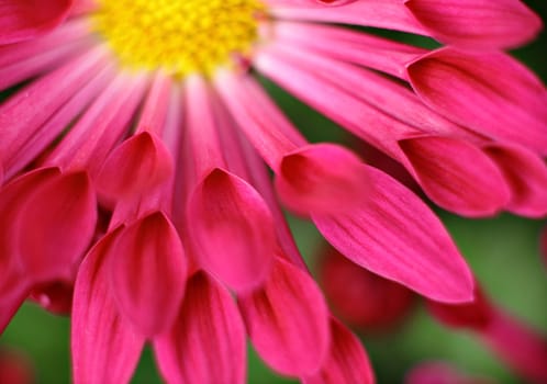 flower closeup
