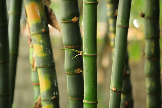 bamboo