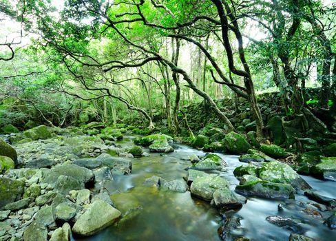 water spring in forest
