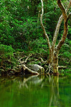 water in forest