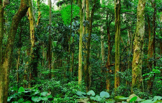 forest