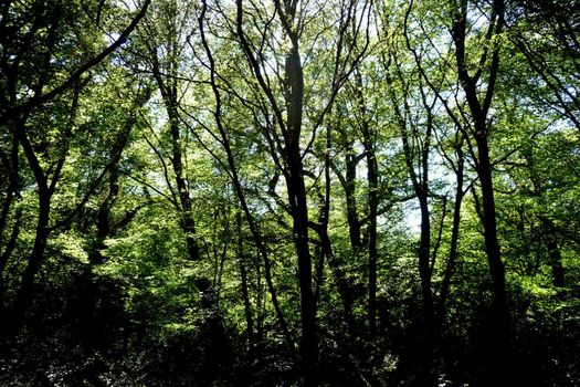 View from deep within Hainault forest.