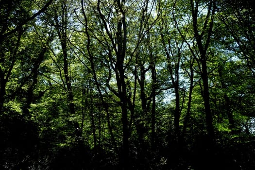 View from deep within Hainault forest.